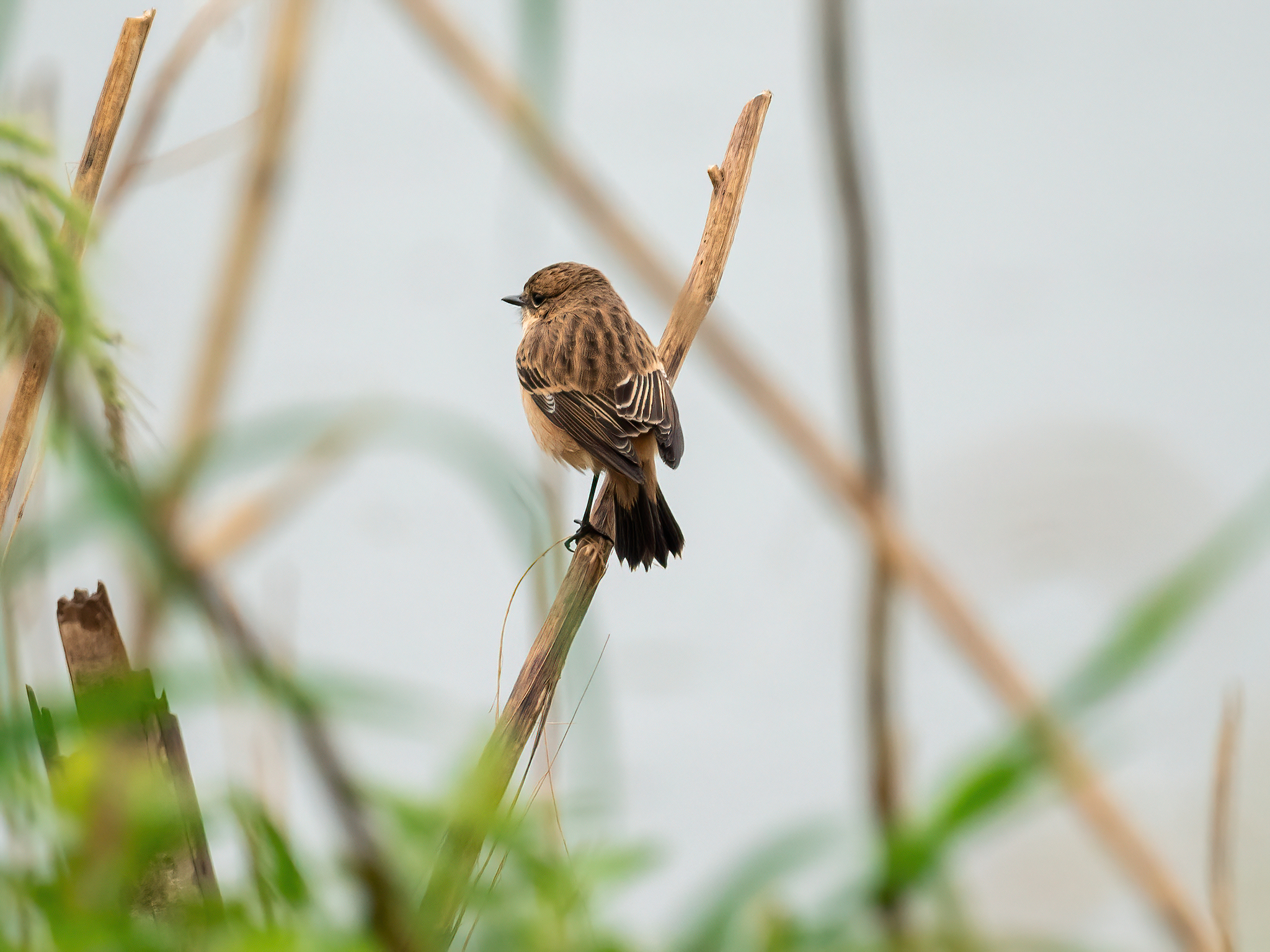 Siberian Stonechat