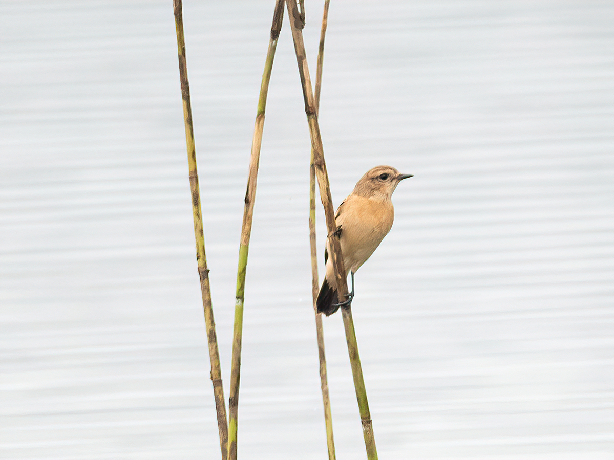 Siberian Stonechat