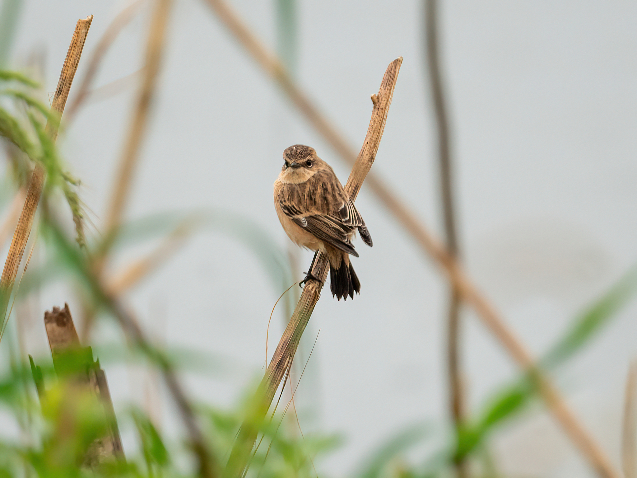 Siberian Stonechat