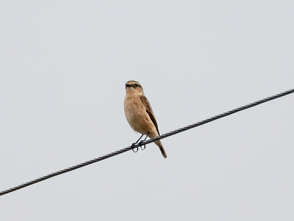 Siberian Stonechat