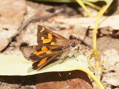 Trapezites phigalioides