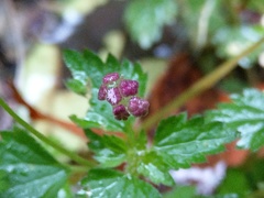 Nanocnide japonica
