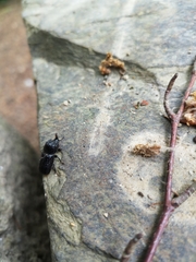 Sinodendron cylindricum