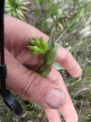 Epidendrum zipaquiranum