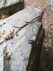 Sinodendron cylindricum