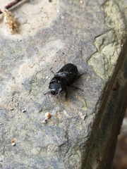 Sinodendron cylindricum