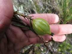 Epidendrum zipaquiranum