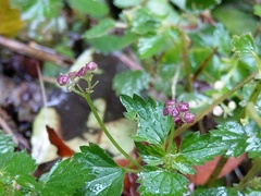 Nanocnide japonica