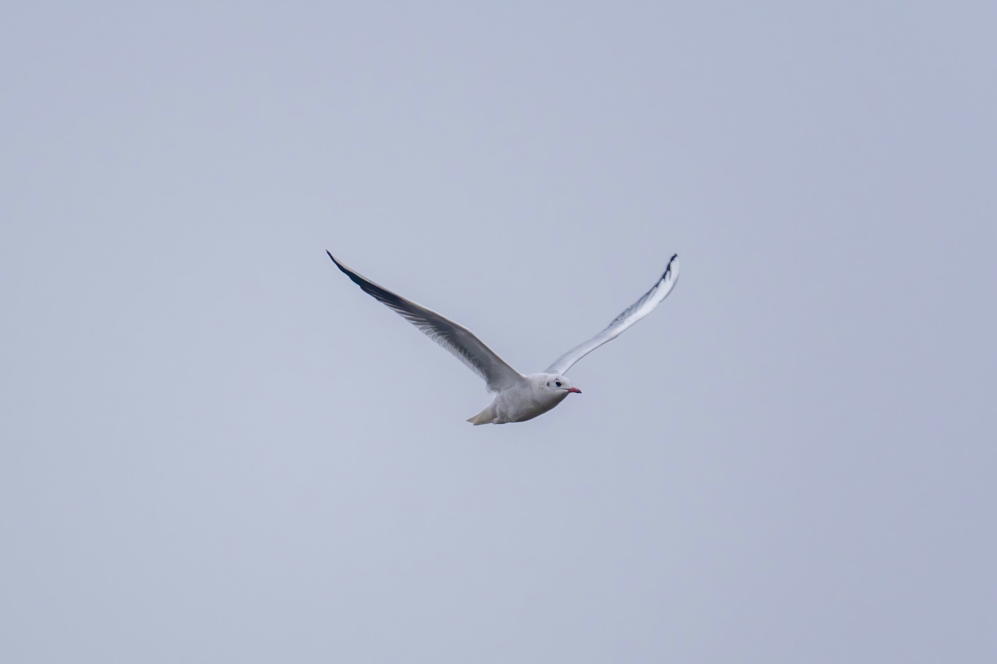 Black-headed Gull