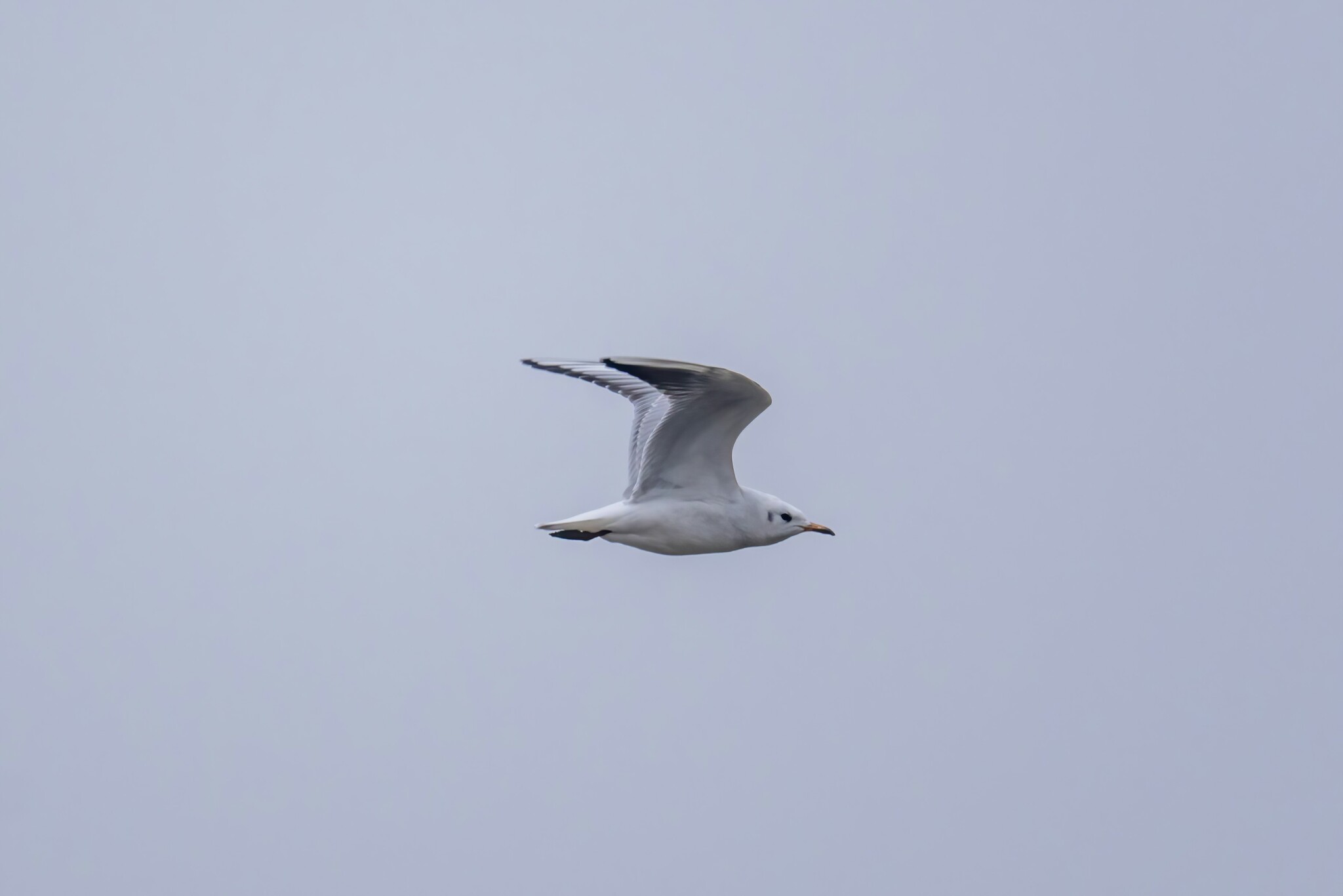 Black-headed Gull
