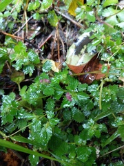 Nanocnide japonica