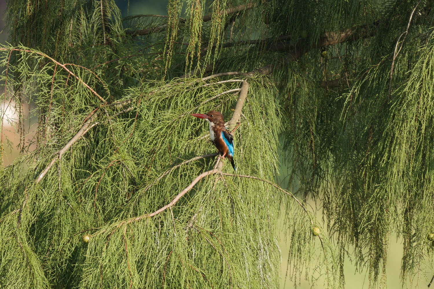 White-throated Kingfisher