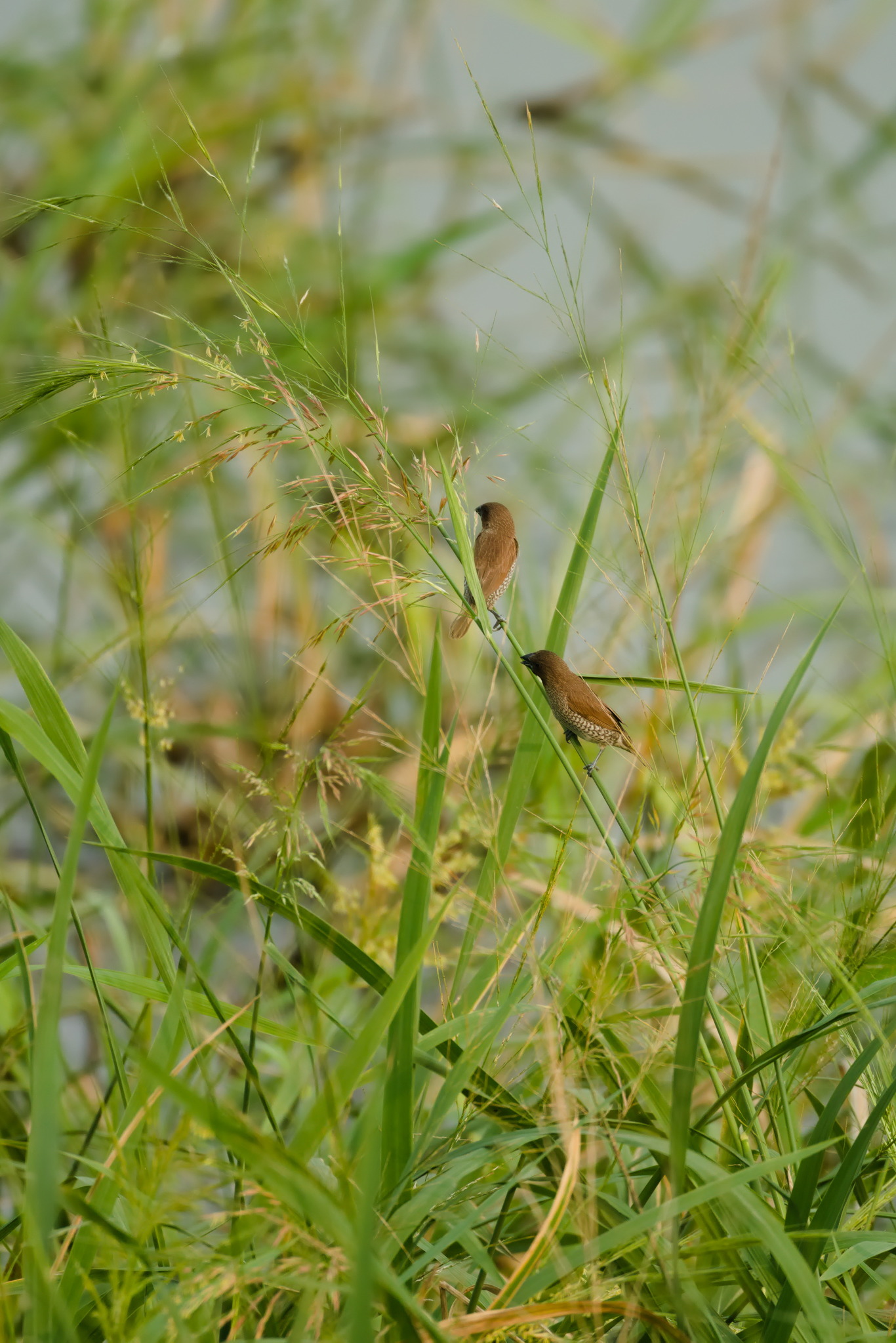 Scaly-breasted Munia