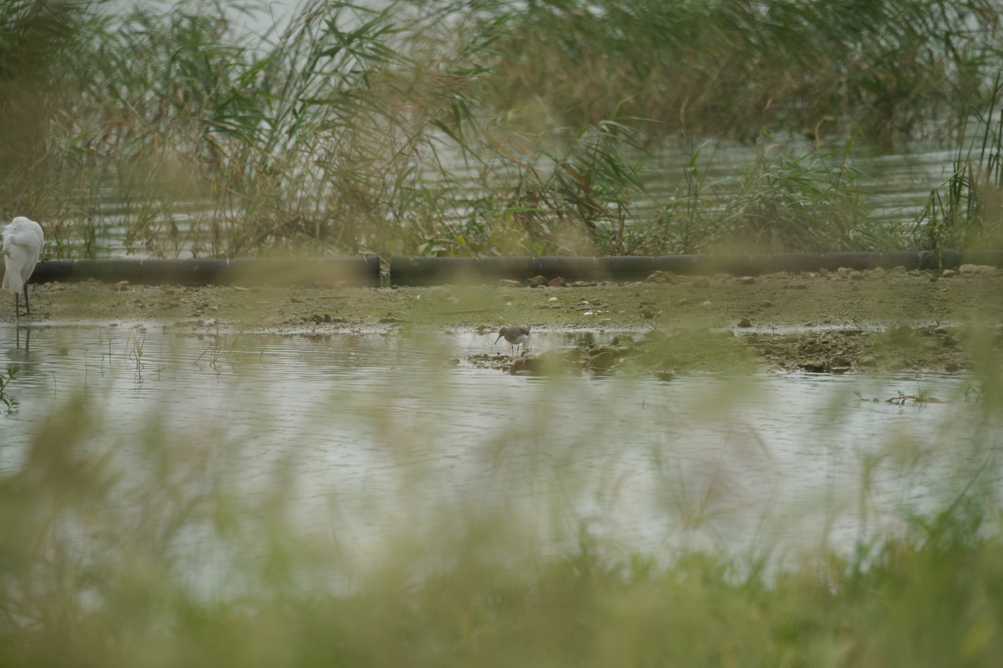 Green Sandpiper