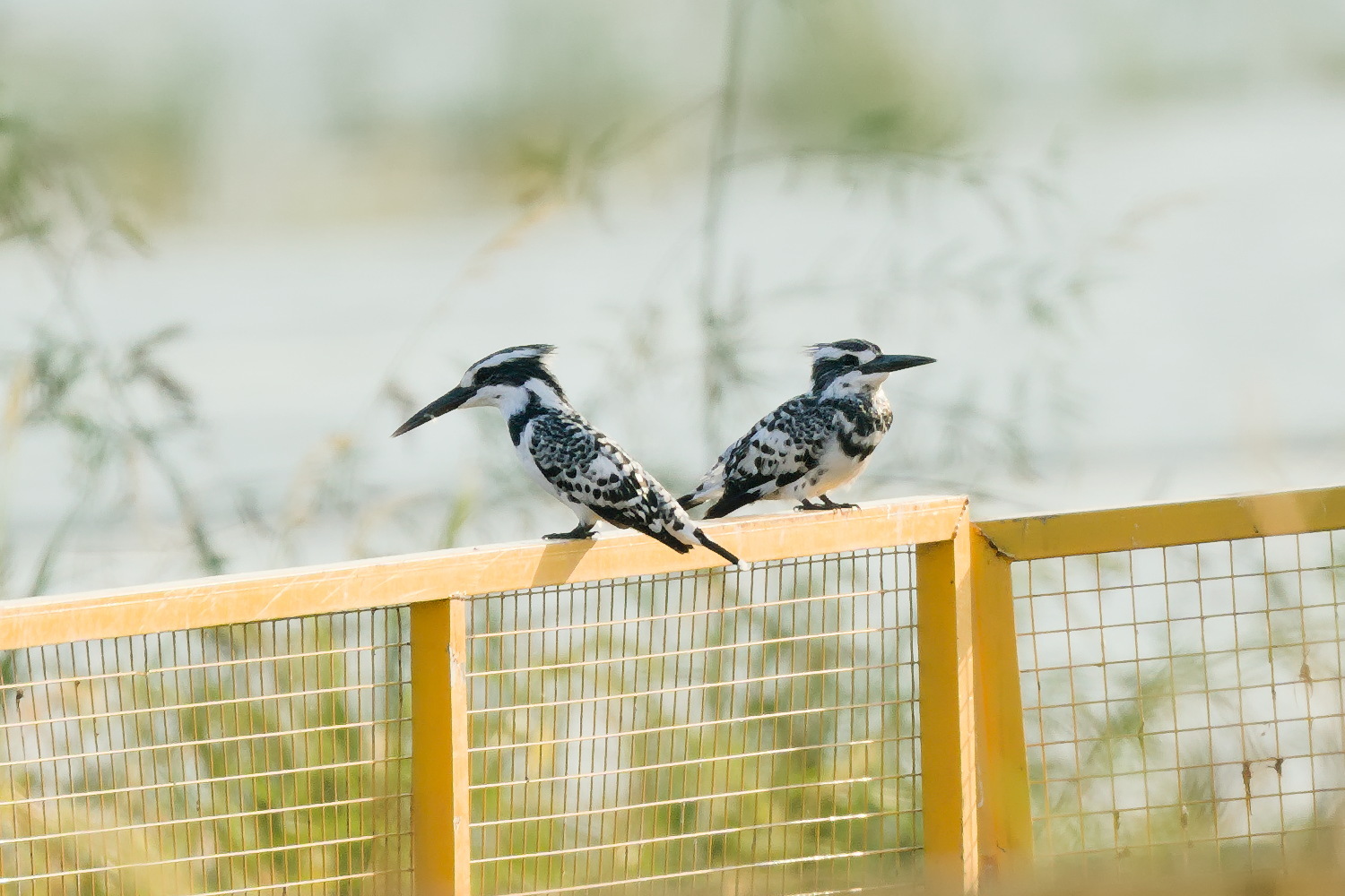 Pied Kingfisher