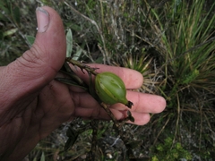 Epidendrum zipaquiranum