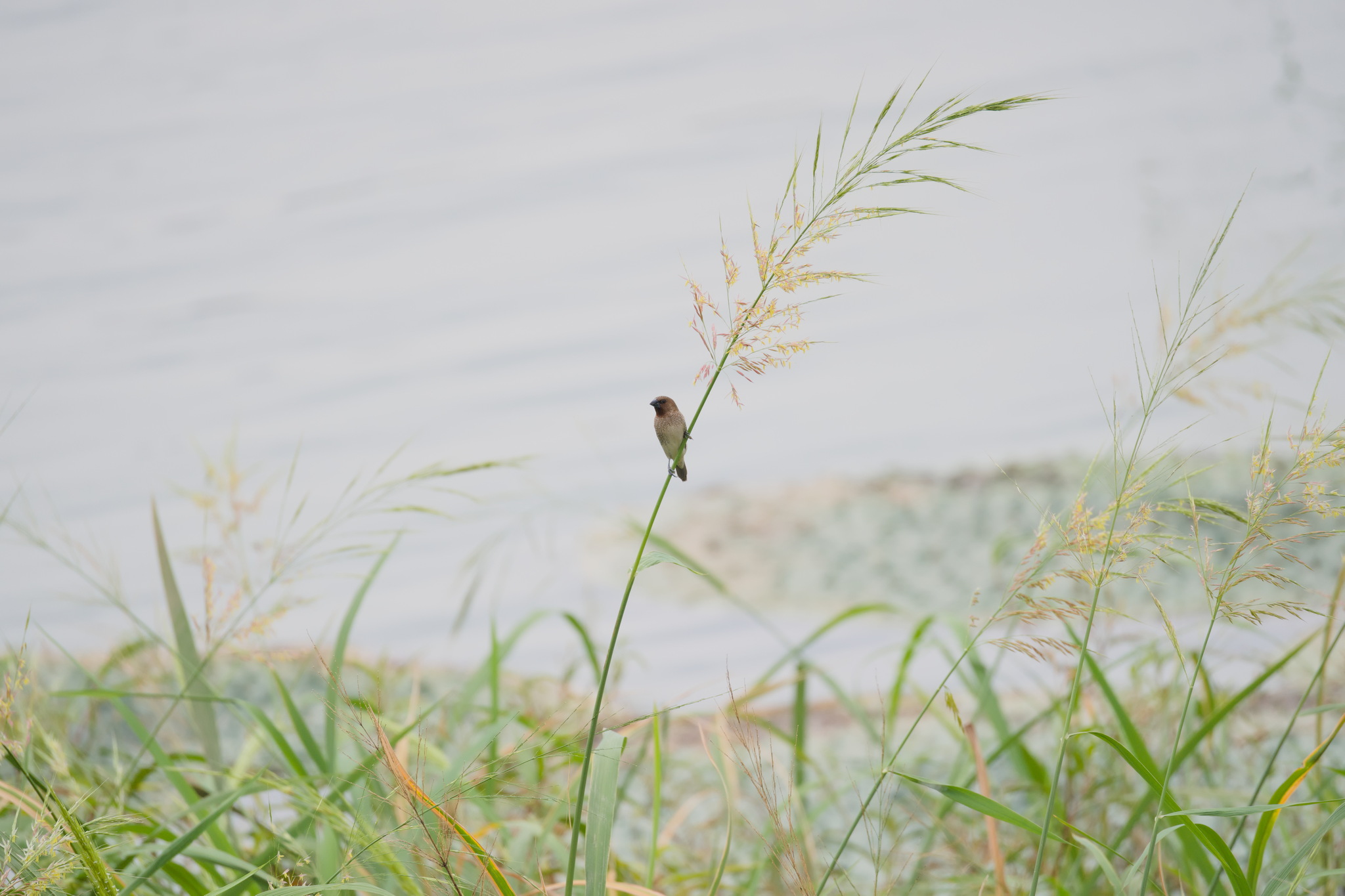 Scaly-breasted Munia