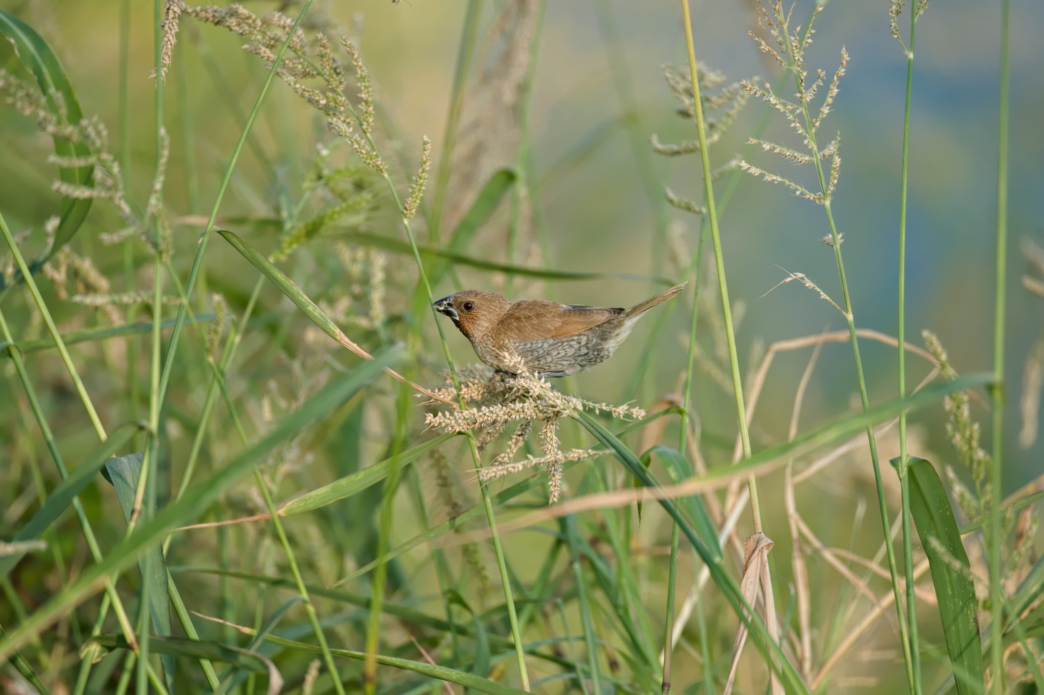 Scaly-breasted Munia