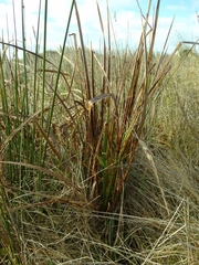 Carex coriacea