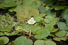 Hydrocharis dubia, photograph (c) Jiao Sun (孙娇), some rights reserved (CC BY)