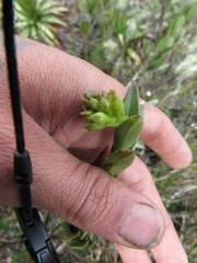 Epidendrum zipaquiranum