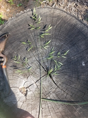 Poaceae