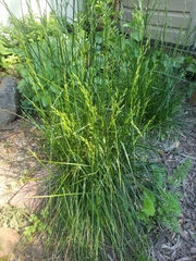 Poaceae
