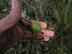 Epidendrum zipaquiranum