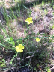 Linum floridanum