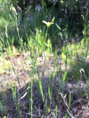 Linum floridanum