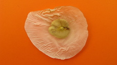 Aspidosperma spruceanum