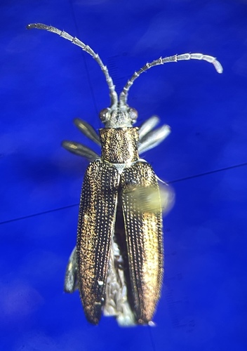 Confluent reed beetle