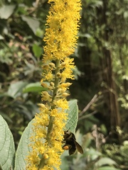 Abatia parviflora