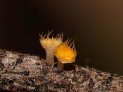 Crocicreas
