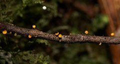 Crocicreas