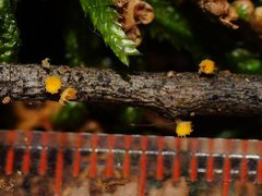 Crocicreas