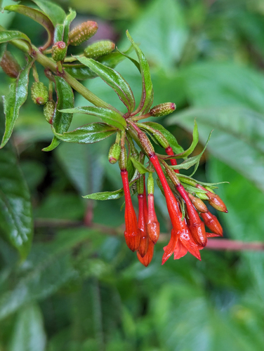 Fuchsia orientalis (Fuchsia orientalis)