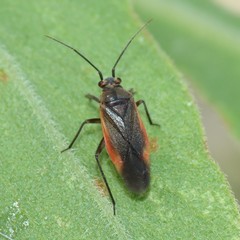 Lopidea anisacanthi