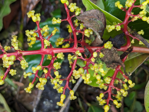 Palicourea corniculata (Palicourea corniculata)