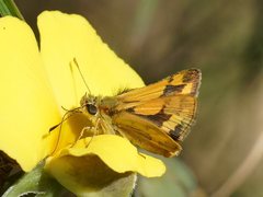 Ocybadistes walkeri sothis