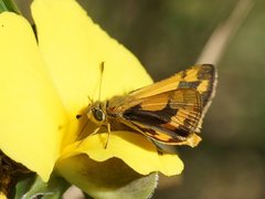 Ocybadistes walkeri sothis