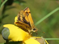 Ocybadistes walkeri sothis