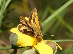 Ocybadistes walkeri sothis