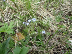 Myosotis imitata
