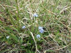 Myosotis imitata