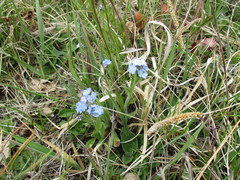 Myosotis imitata