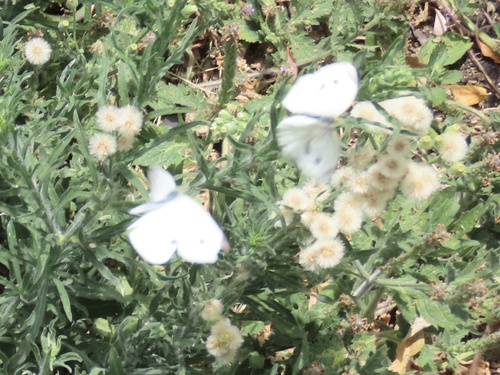 iNaturalist observation photo of Small White