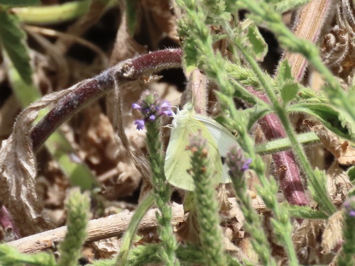 iNaturalist observation photo of Small White