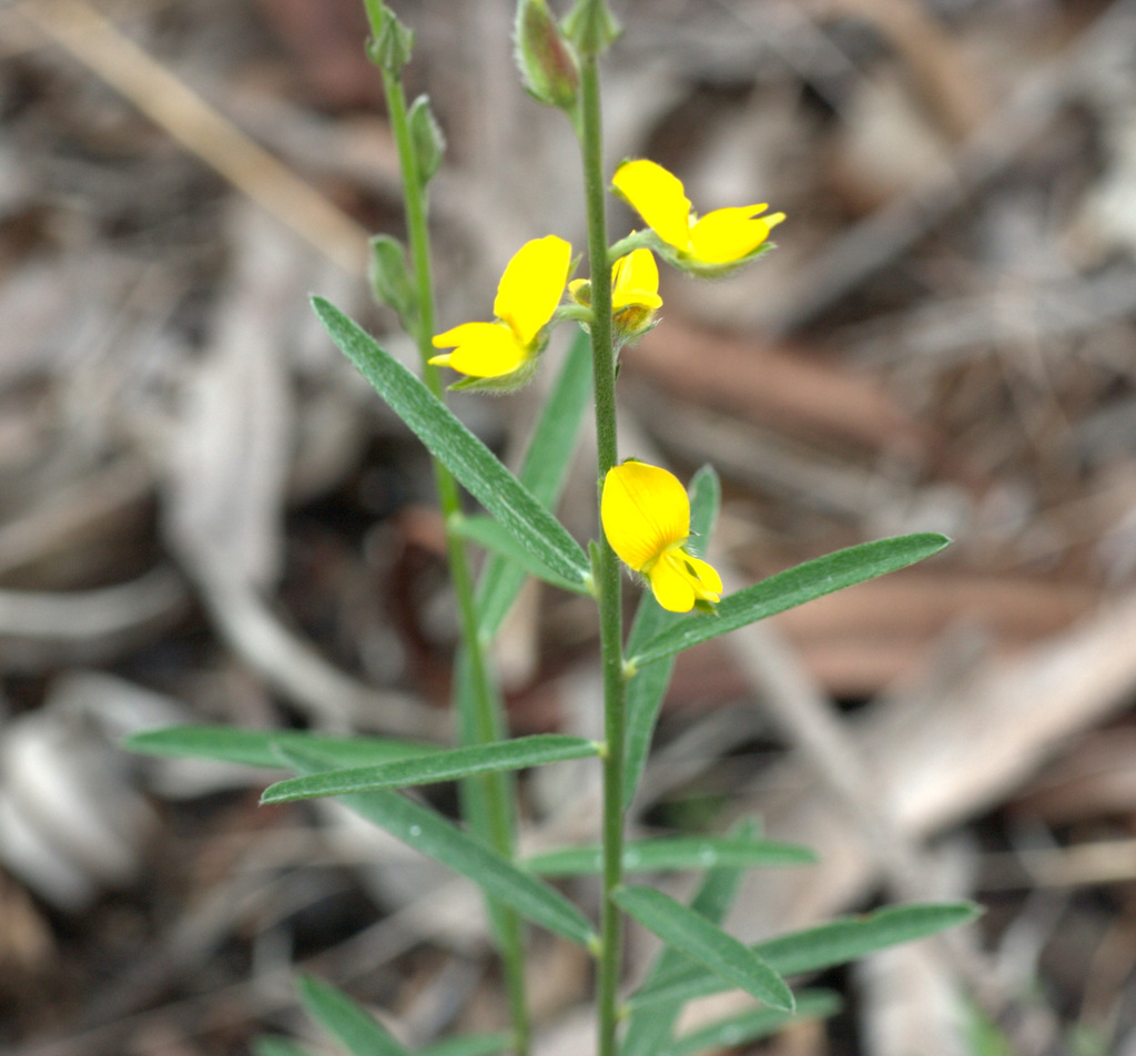 Wild Rattlepod Rattlepods from Wild Horse Mountain, Coochin Creek QLD 4519, Australia ...