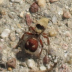 Dasymutilla sicheliana
